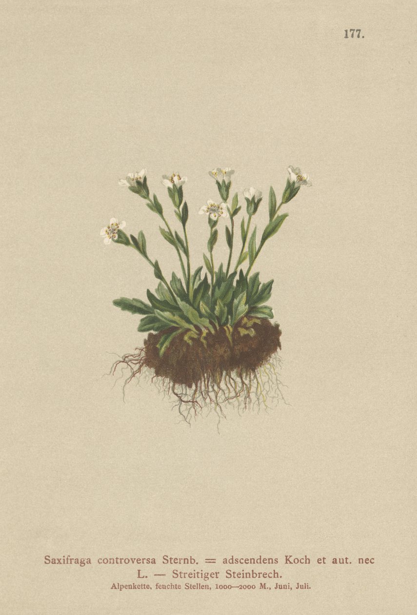 Rock Saxifrage (Saxifraga controversa, Saxifraga adscendens) tekijältä German School