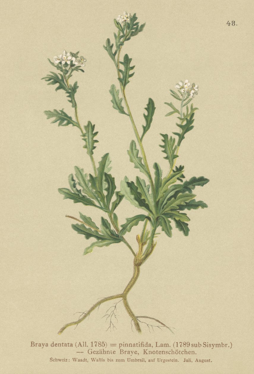 Vuorikrassi (Braya dentata, Braya pinnatifida, Murbeckiella pinnatifida, Arabette pennatifida, Grass Cornacchia pennatifida) tekijältä German School