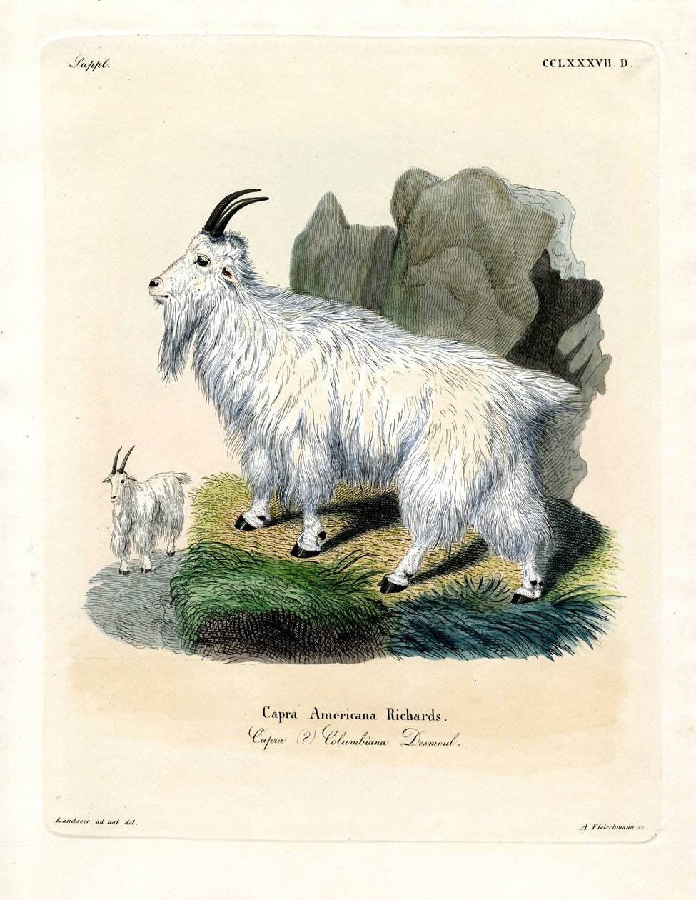 Rocky Mountain Goat (värillinen kaiverrus) tekijältä German School