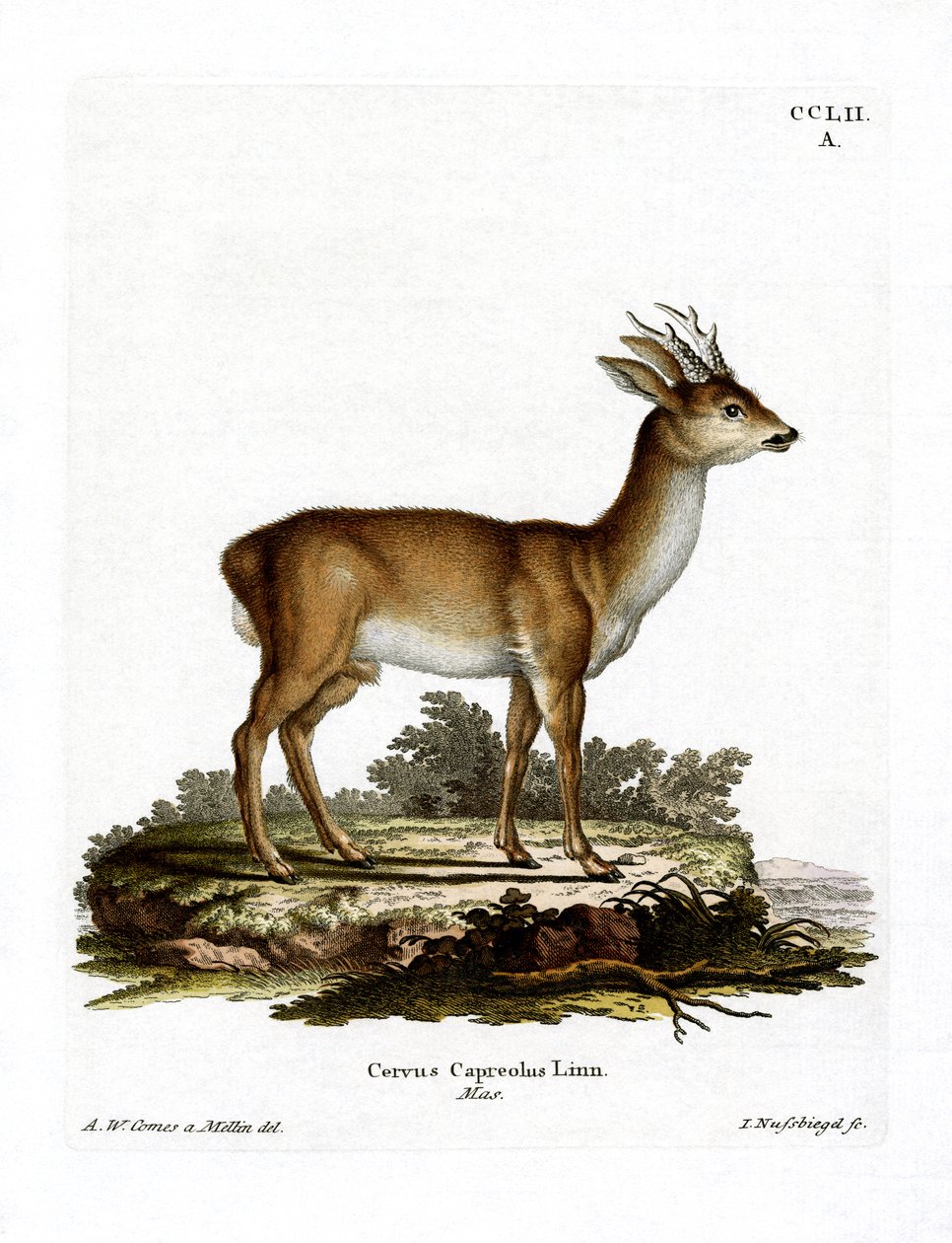 Roe Deer (värillinen kaiverrus) tekijältä German School
