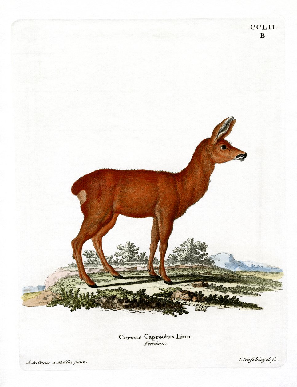 Roe Deer (värillinen kaiverrus) tekijältä German School