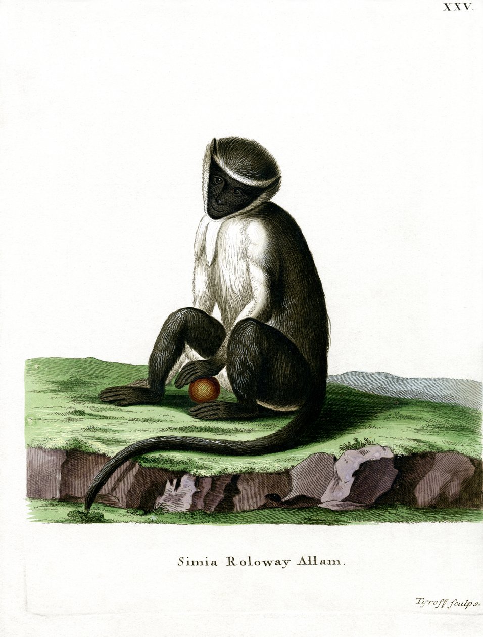 Roloway Guenon (värillinen kaiverrus) tekijältä German School