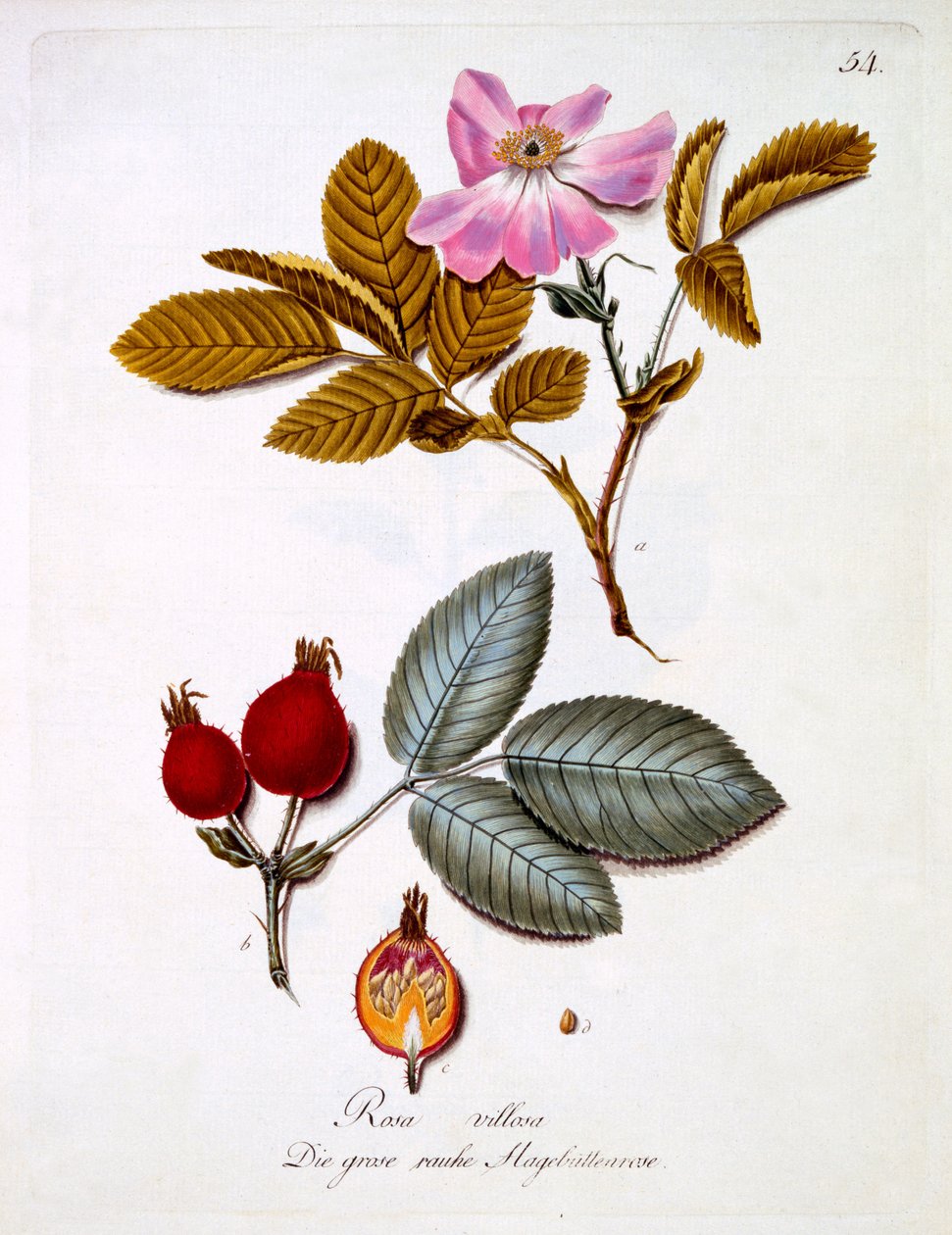 Rosa villosa, kuvitus Johann Daniel von Reitterin saksalaisten luonnonvaraisten kukkien kirjasta, julkaistu n. 1803-5 tekijältä German School