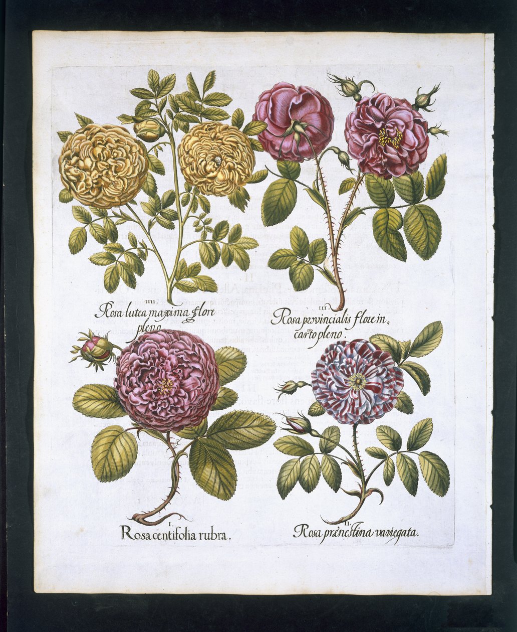 Ruusut, lautanen 95 Hortus Eystettensisby Basil Besler (1561-1629) pubista. 1613 (käsinvärinen kaiverrus) tekijältä German School