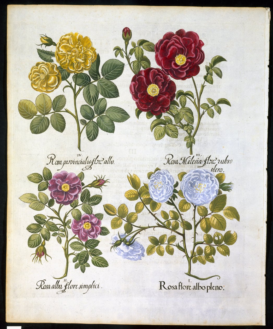 Ruusut, lautanen 96, Basil Beslerin (1561-1629) pubista Hortus Eystettemsis vuodelta 1613 (käsinvärinen kaiverrus) tekijältä German School