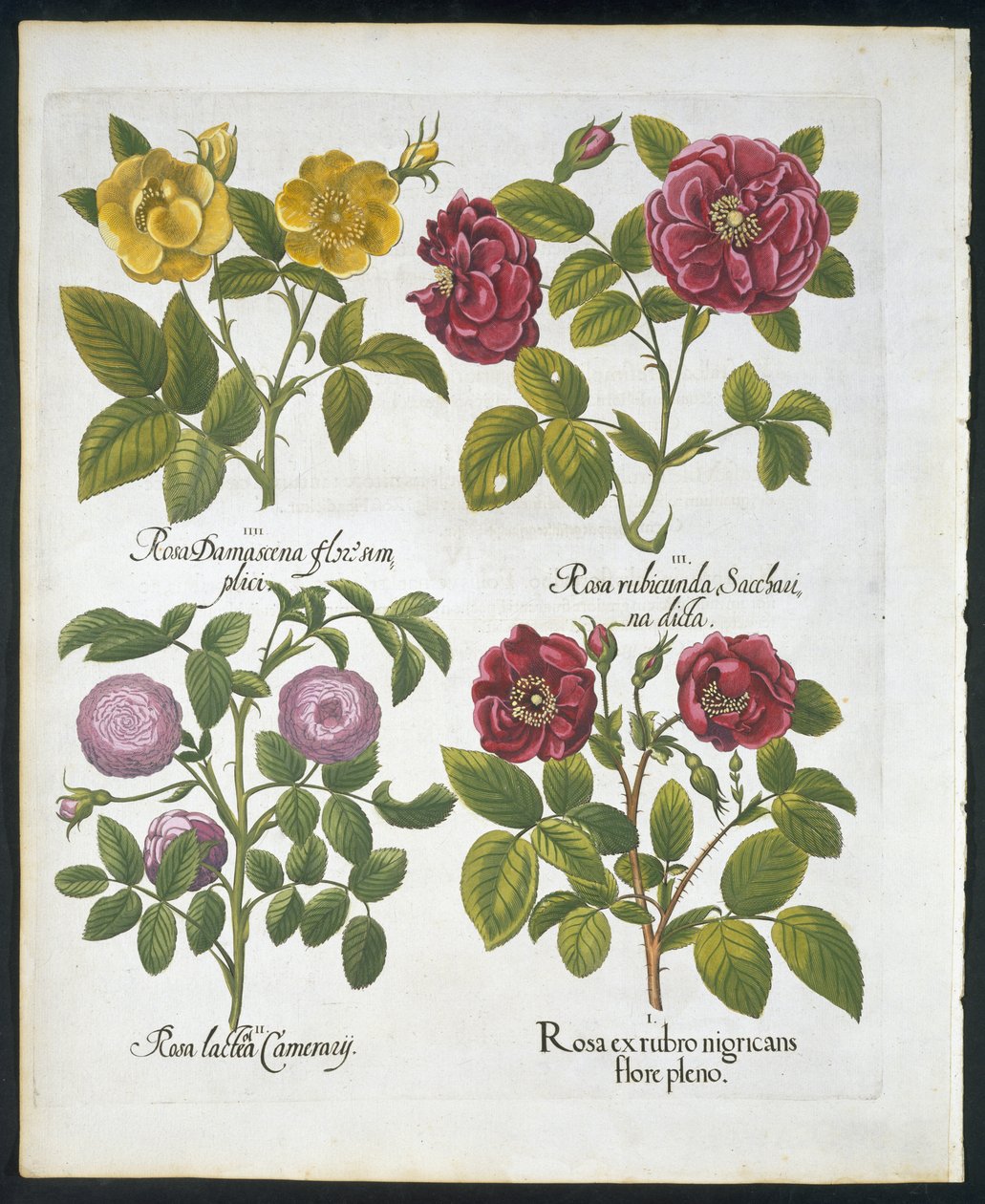 Ruusut, lautanen 96, Hortus Eystettensis, Basil Besler (1561-1629) pub 1613 (käsinvärinen kaiverrus) tekijältä German School