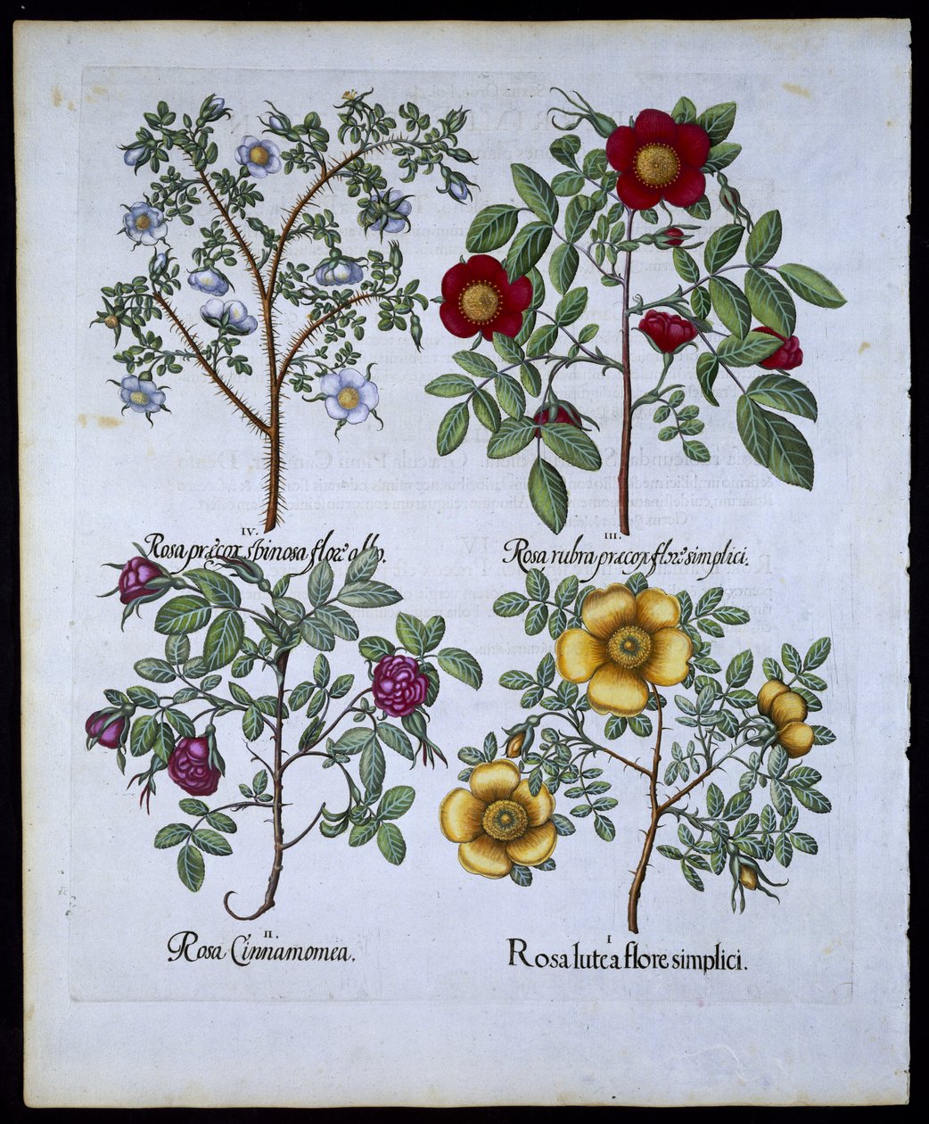 Ruusut, lautanen 98 Hortus Eystettensisby Basil Besler (1561-1629) pubista. 1613 (käsinvärinen kaiverrus) tekijältä German School