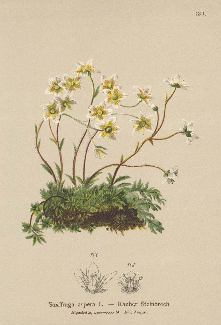 Karkea saksifrage (Saxifraga aspera) tekijältä German School
