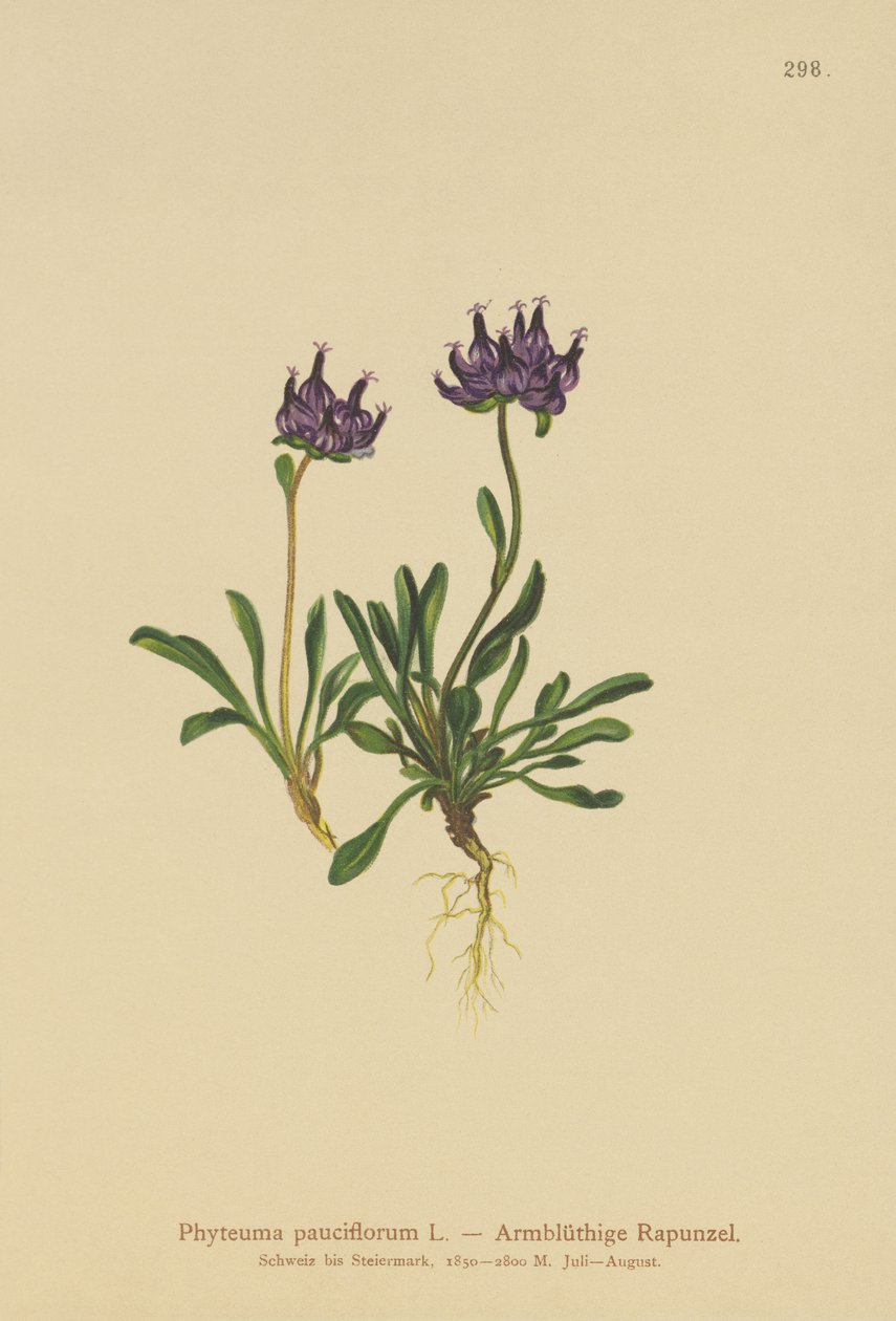 Pyöreäpäinen rampioni (Phyteuma pauciflorum, Rapunculus pauciflorus, Phyteuma globulariifolium) tekijältä German School