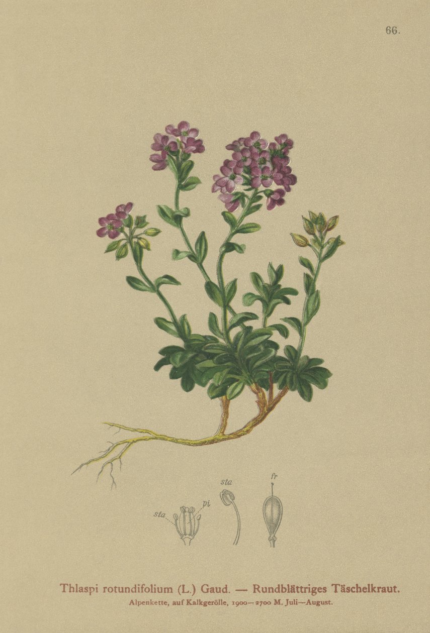 Pyöreälehtinen pennykrassi (Thlaspi rotundifolium, Noccaea rotundifolia, Thlaspi cepaeifolium subsp. rotundifolium) tekijältä German School