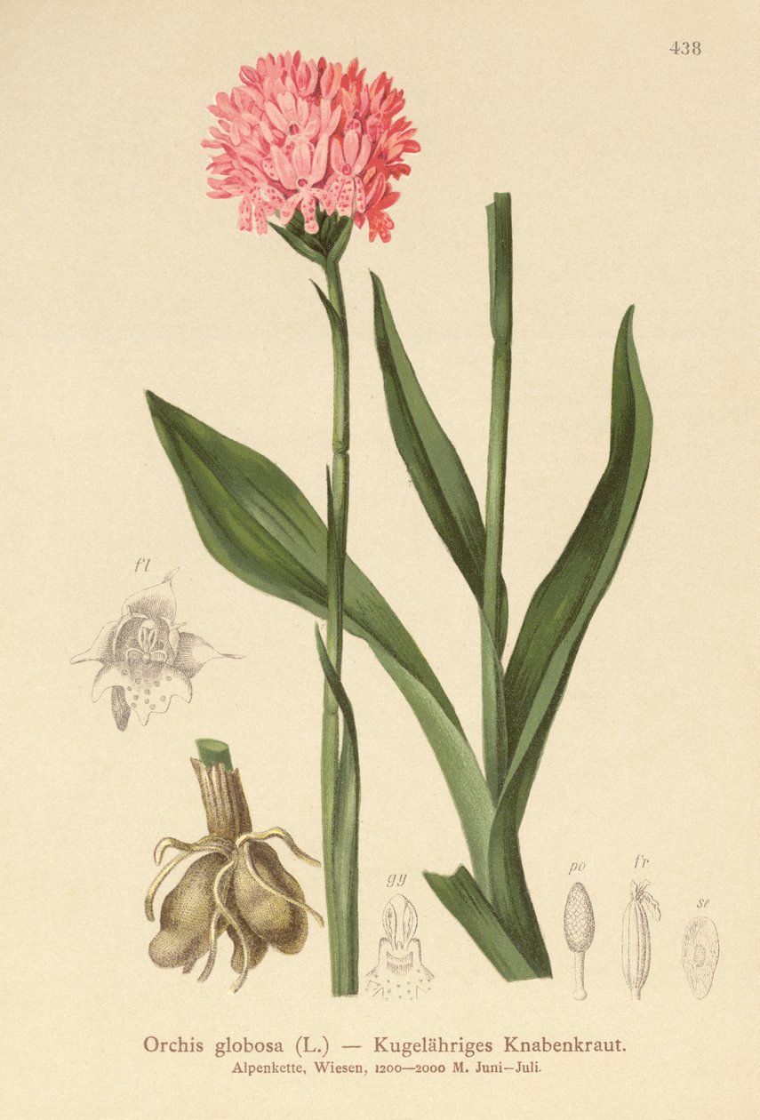 Pyöreäpäinen orkidea (Orchis globosa, Traunsteinera globosa) tekijältä German School