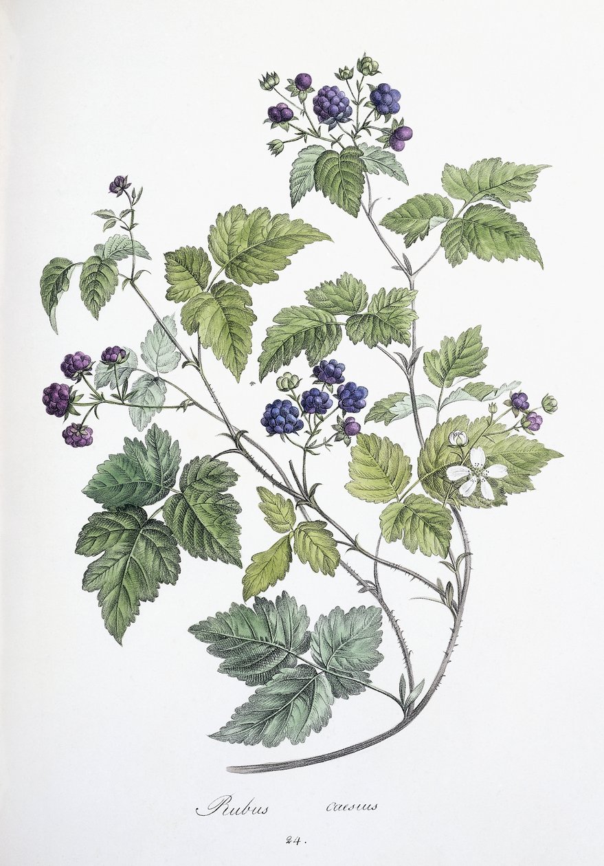 Rubus caesius, 1811-1818 tekijältä German School