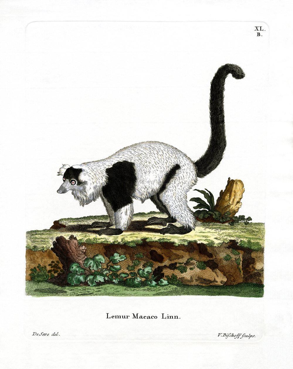 Ruffed Lemur (värillinen kaiverrus) tekijältä German School