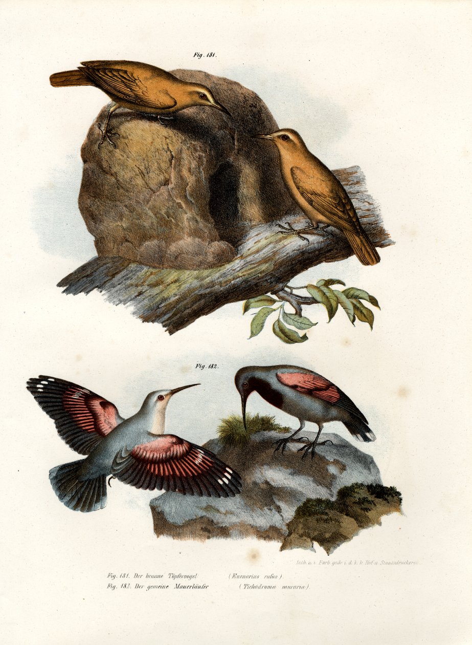 Rufous Hornero, 1864 tekijältä German School