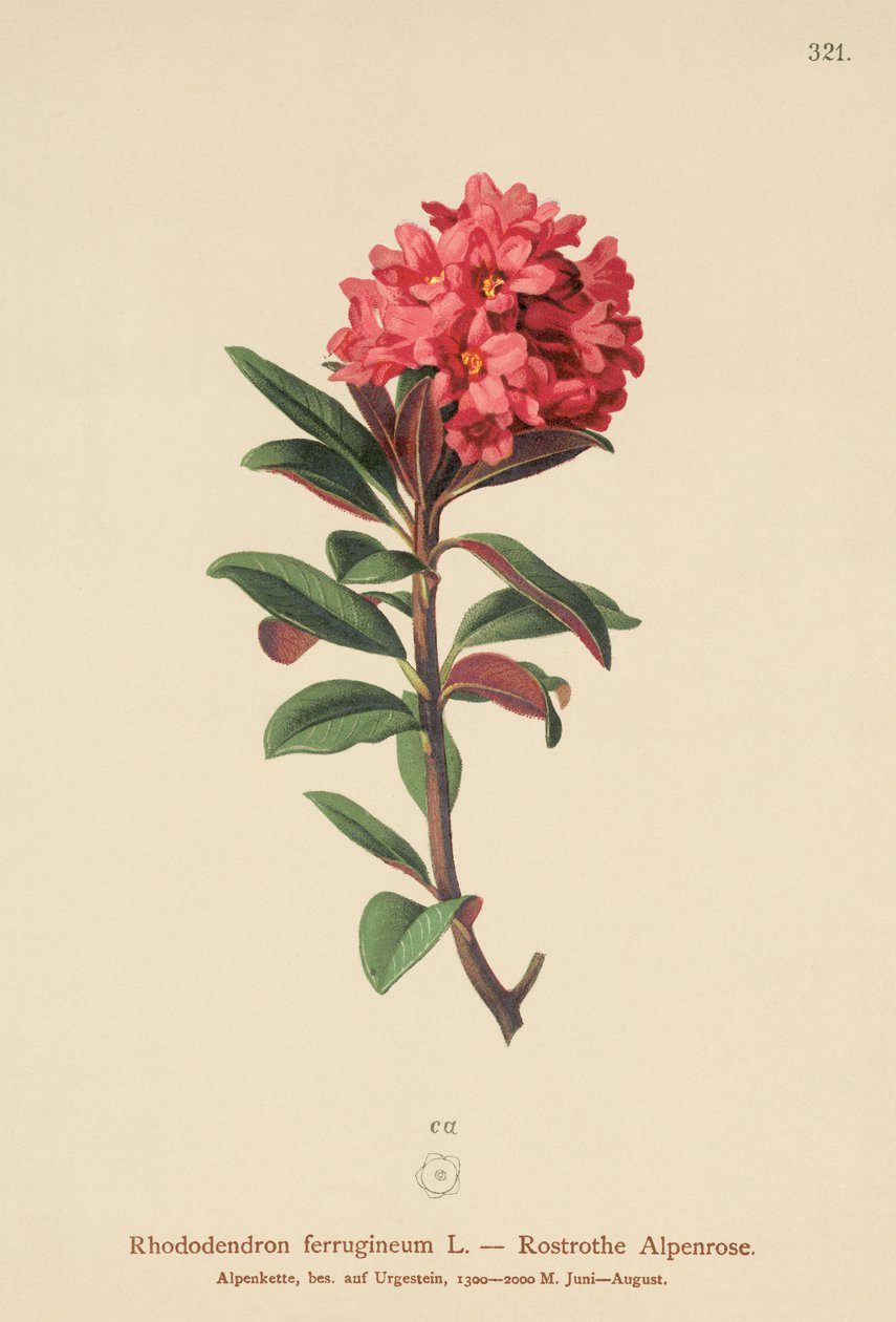 Rusty-Leaved Alpenrose (Rhododendron ferrugineum) tekijältä German School