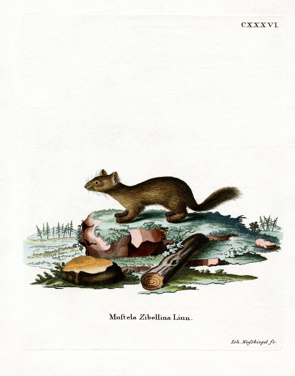 Sable (värillinen kaiverrus) tekijältä German School