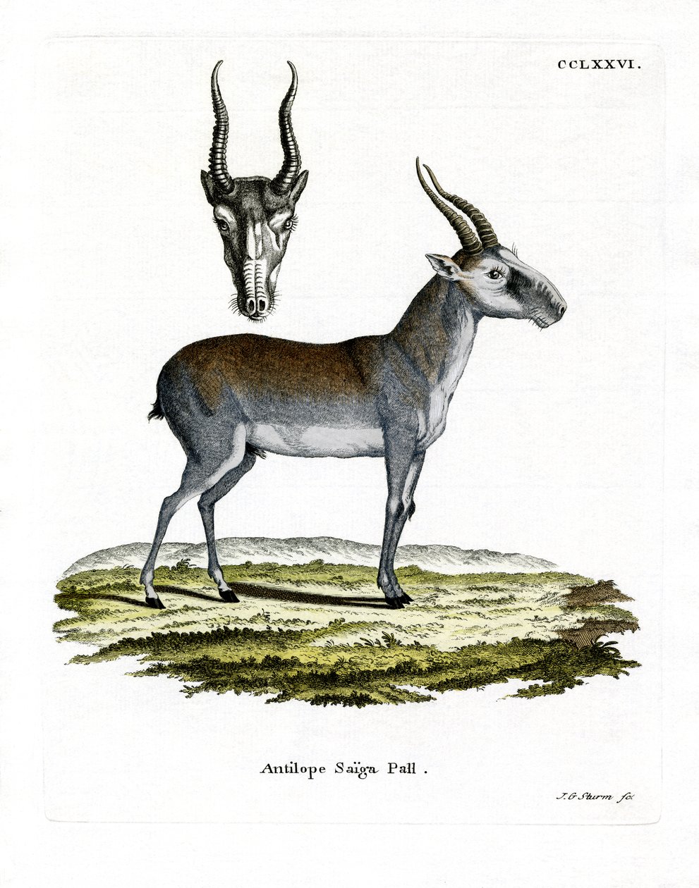 Saiga (värillinen kaiverrus) tekijältä German School