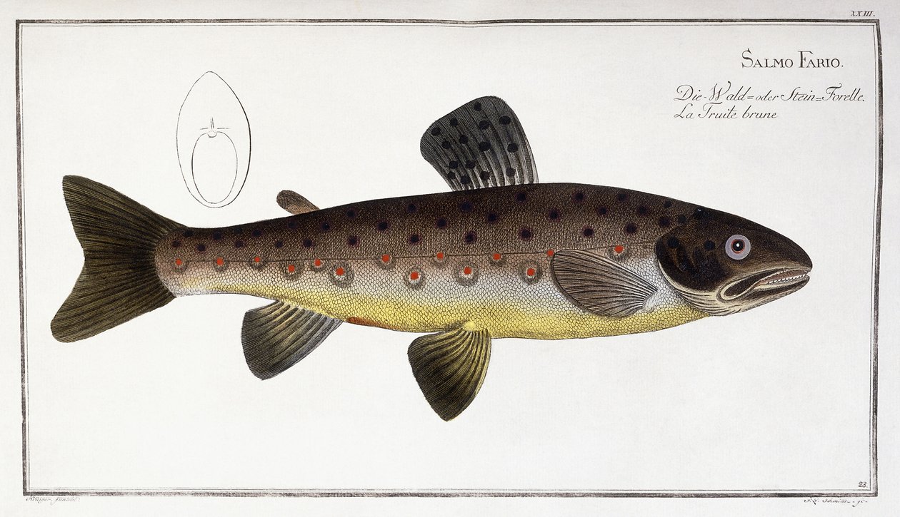 Salmo Fario tekijältä German School