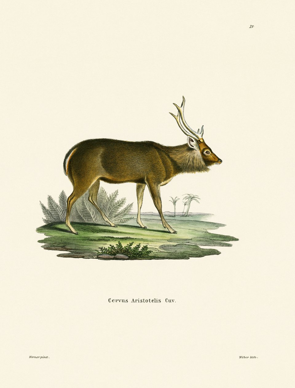Sambar (värillinen kaiverrus) tekijältä German School