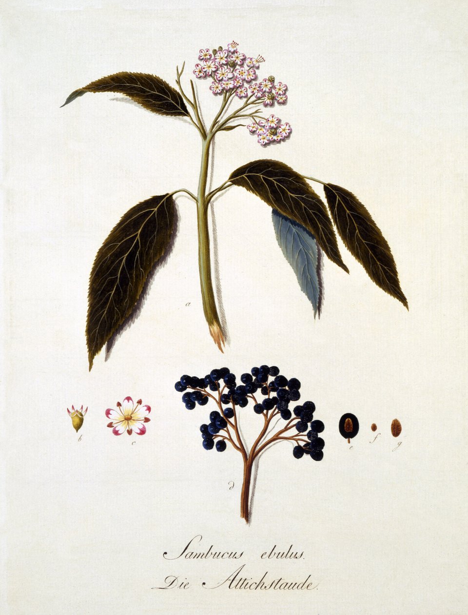Sambucus Ebulus, Johann Daniel von Reitterin teoksesta A Comprehensive Work on All Wood Species of Wood, julkaistu 1803-05 (värinen kaiverrus) tekijältä German School