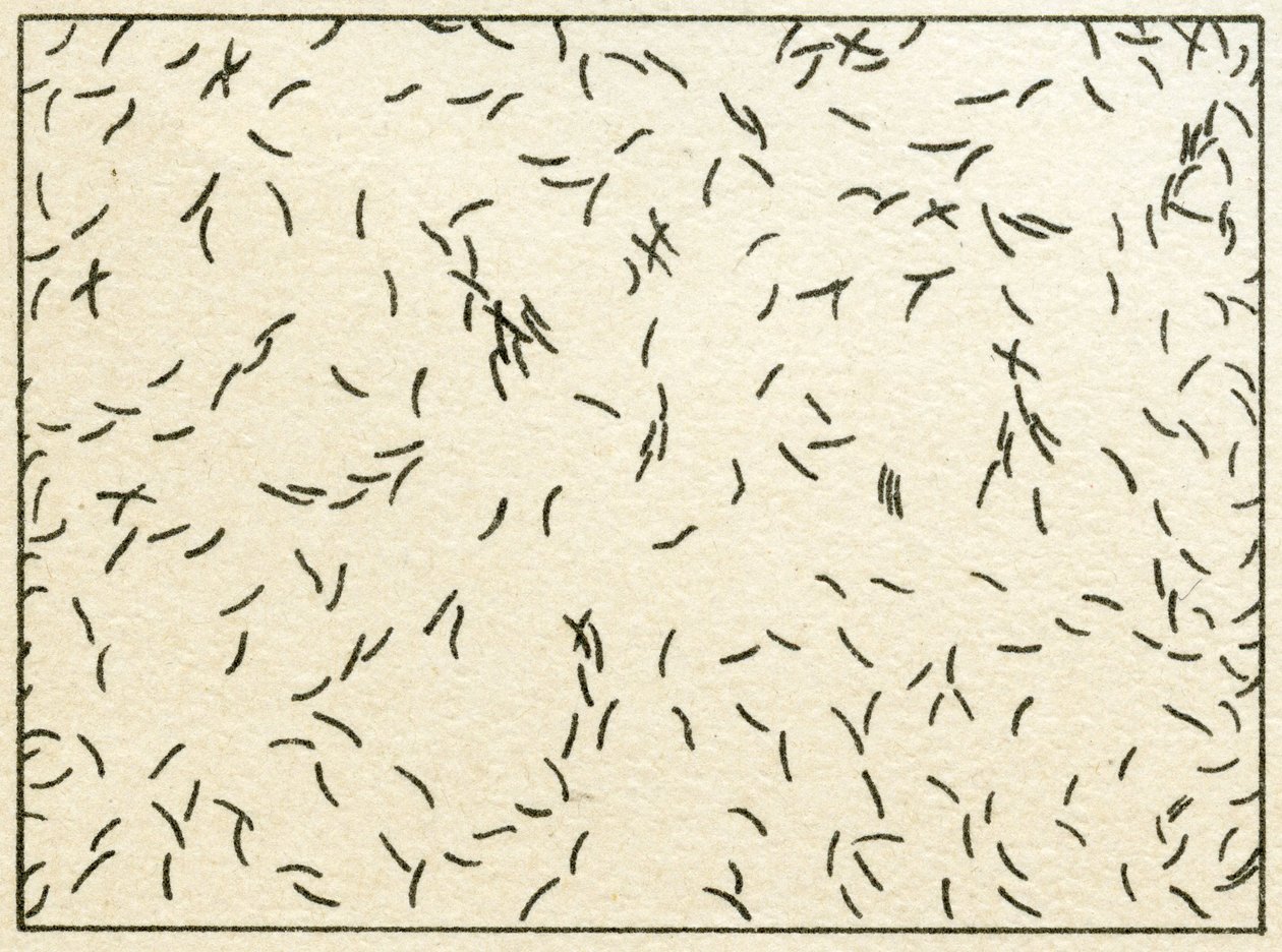 Bakteerinäyte vesijohtovedessä n. 1890 (värikromolitografia) tekijältä German School
