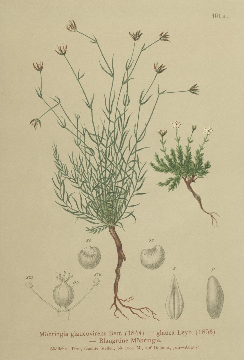Sandworm (Moehringia glaucovirens, Möhringia glaucovirens, Möhringia glauca, Moehringia glauca, Arenaria glaucovirens) tekijältä German School