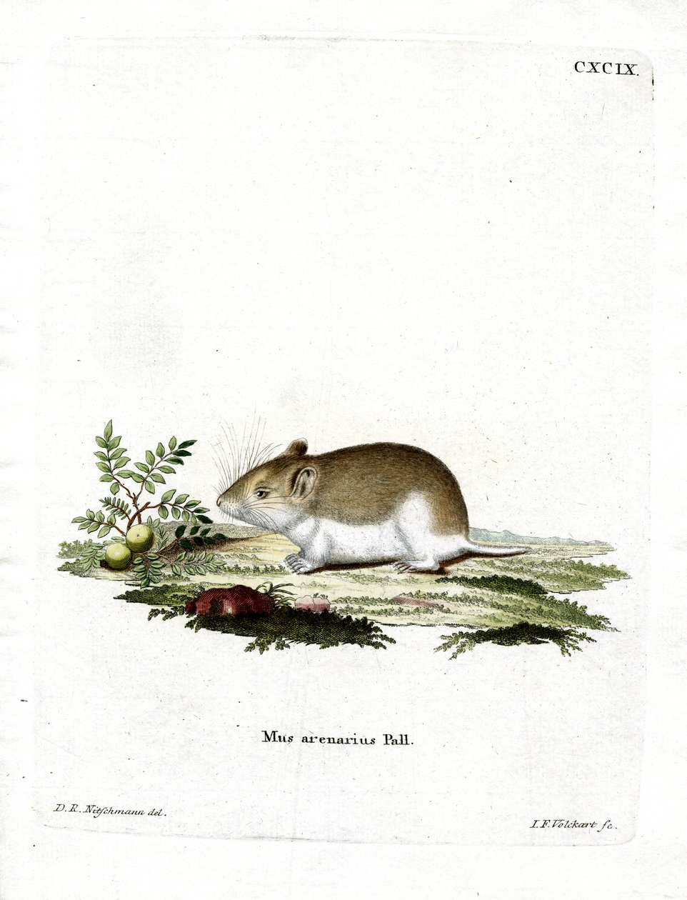 Sandy Mole Rat (värillinen kaiverrus) tekijältä German School