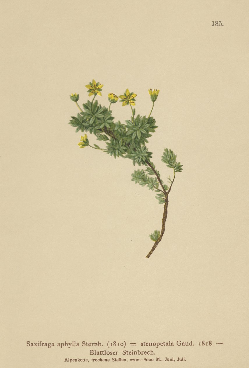 Saxifraga (Saxifraga aphylla, Saxifraga stenopetala) tekijältä German School