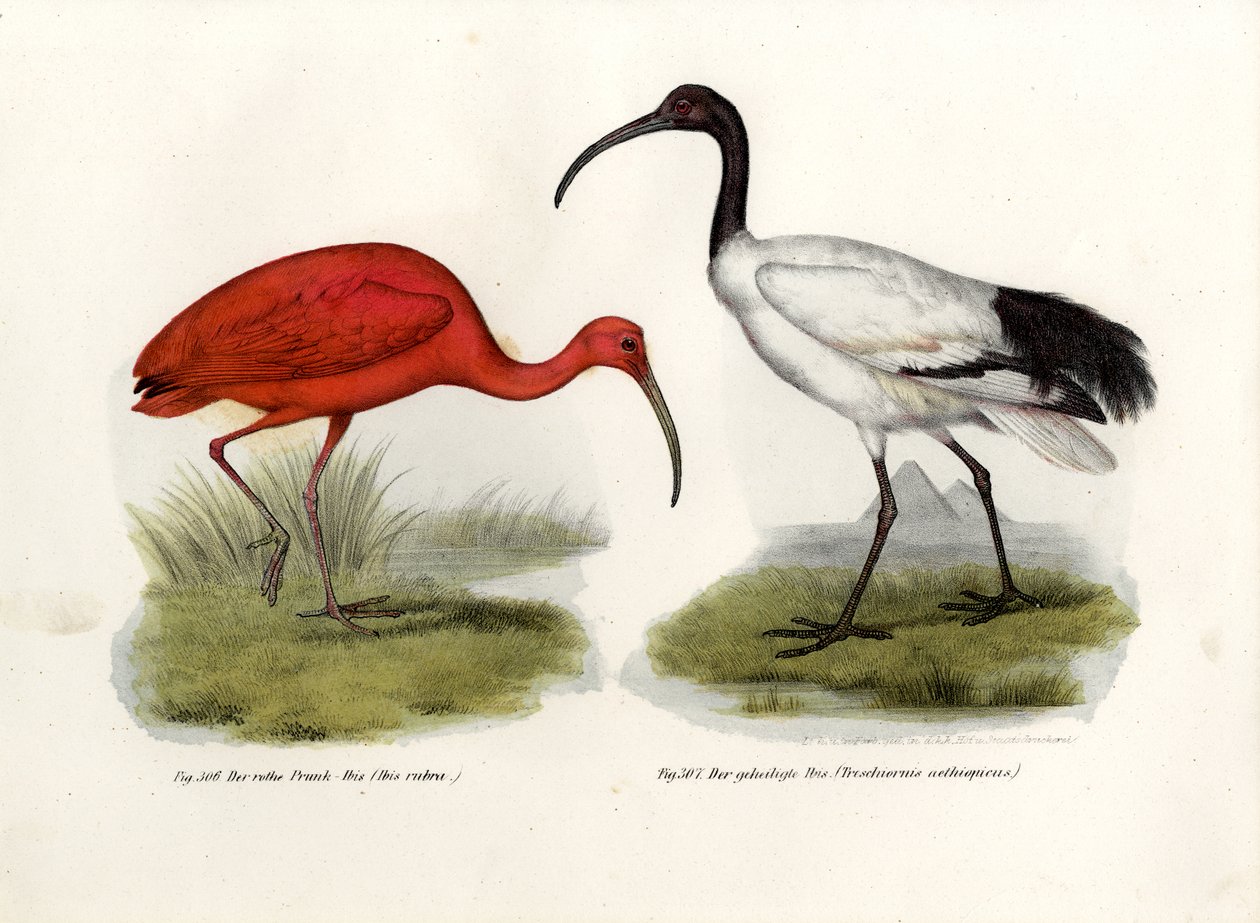 Scarlet Ibis, 1864 tekijältä German School