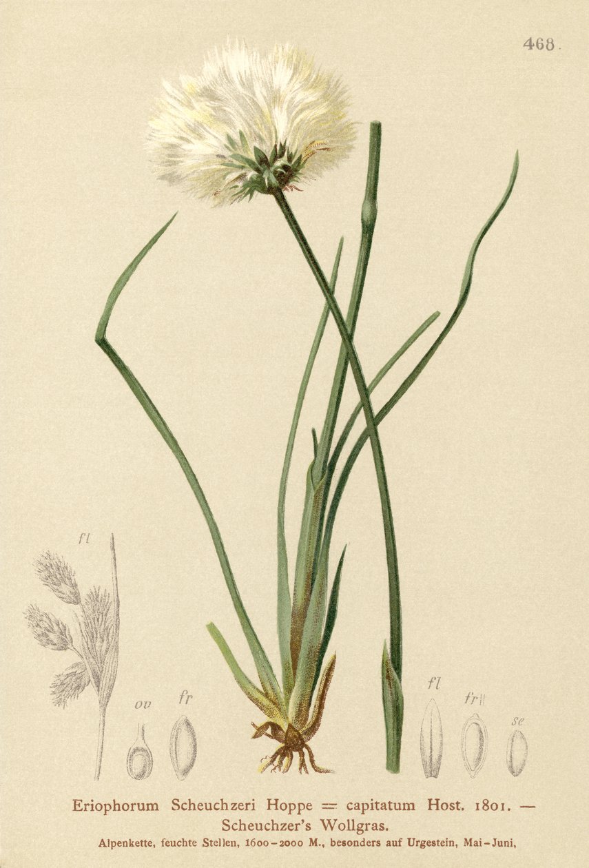 Scheuchzers-puuvillaruoho (Eriophorum Scheuchzeri, Eriophorum capitatum) tekijältä German School