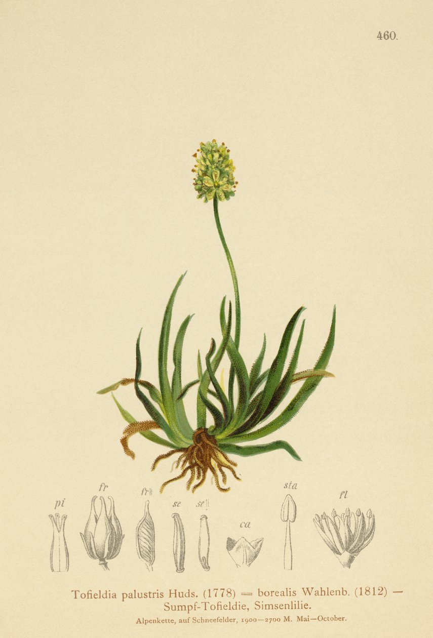Skotlannin asfodeli (Tofieldia calyculata, Tofieldia palustris, Tofieldia borealis, Tofieldia pusilla) tekijältä German School