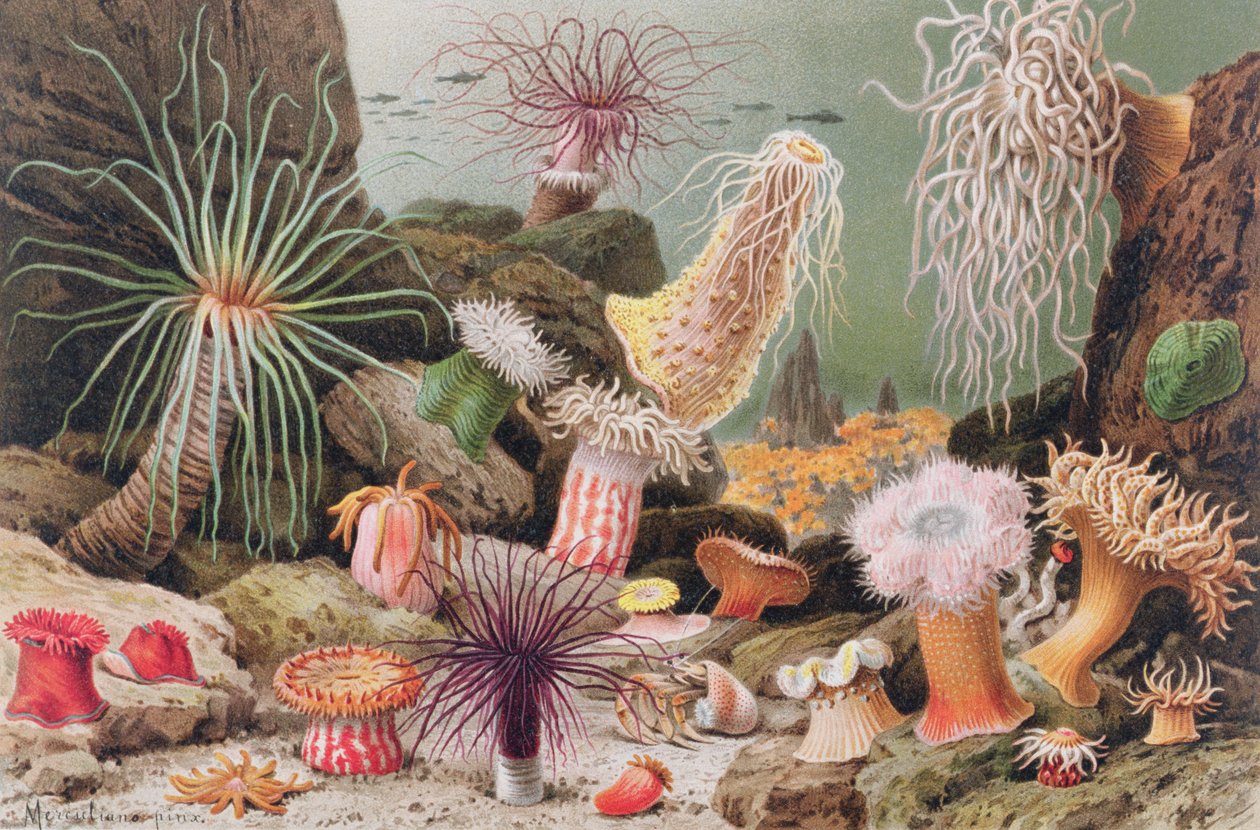Merivuokko, levy Brehmin Animal Life: General Knowledge of the Animal Kingdom, osa 10, s. 581, julkaisija Bibliographic Institute, 1893 tekijältä German School
