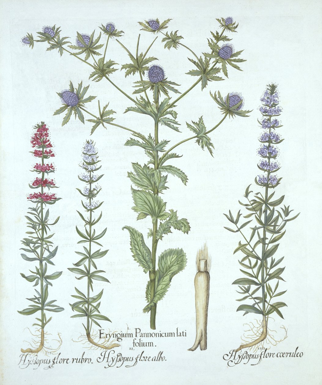 Sea Holly ja kolme erilaista iisoppia, Hortus Eystettensis, kirjoittanut Basil Besler (1561-1629), pub. 1613 (käsinvärinen kaiverrus) tekijältä German School