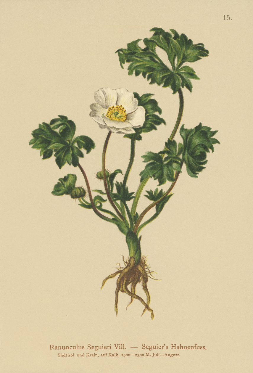 Seguiers Crowfoot (Ranunculus Seguieri) tekijältä German School
