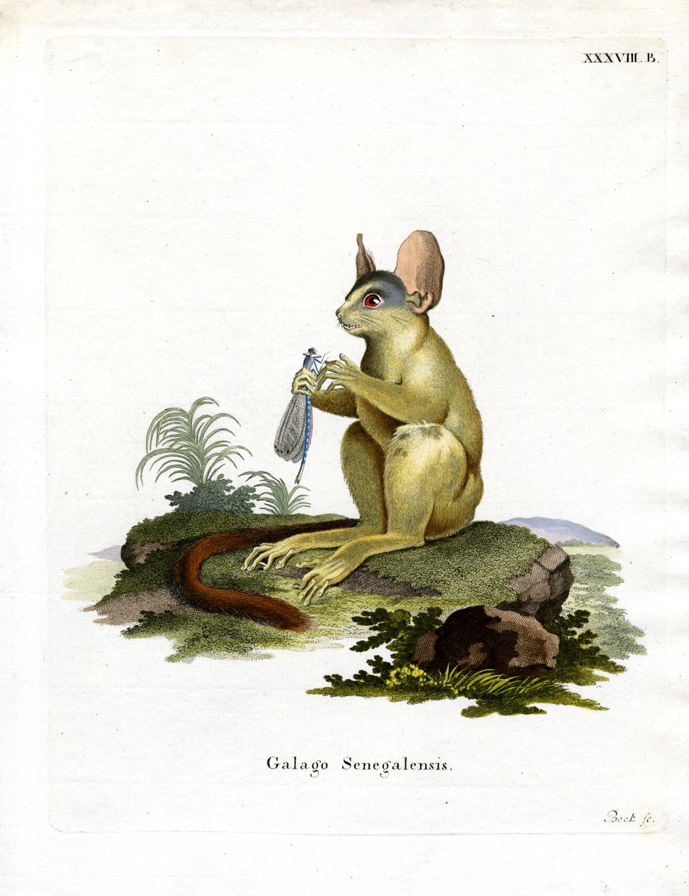 Senegal Bushbaby (värillinen kaiverrus) tekijältä German School