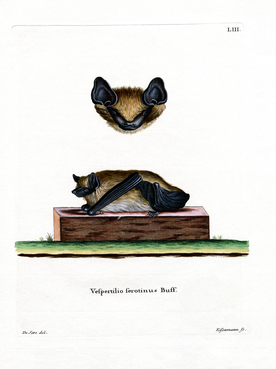 Serotine Bat (värillinen kaiverrus) tekijältä German School