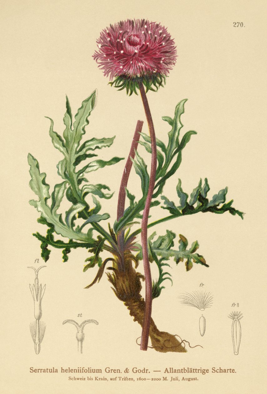 Serratula (Serratula heleniifolium) tekijältä German School