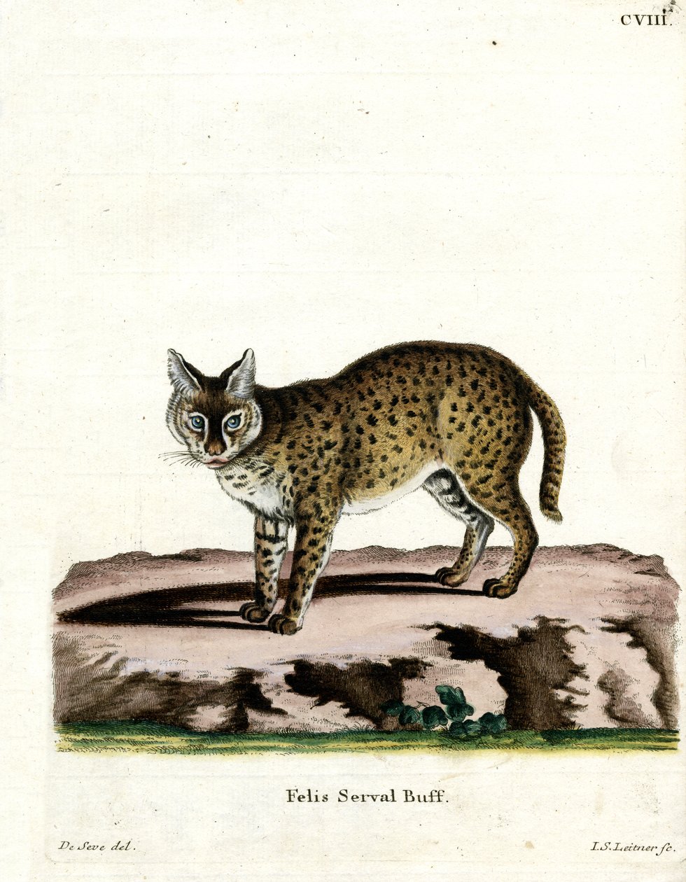 Serval (värillinen kaiverrus) tekijältä German School