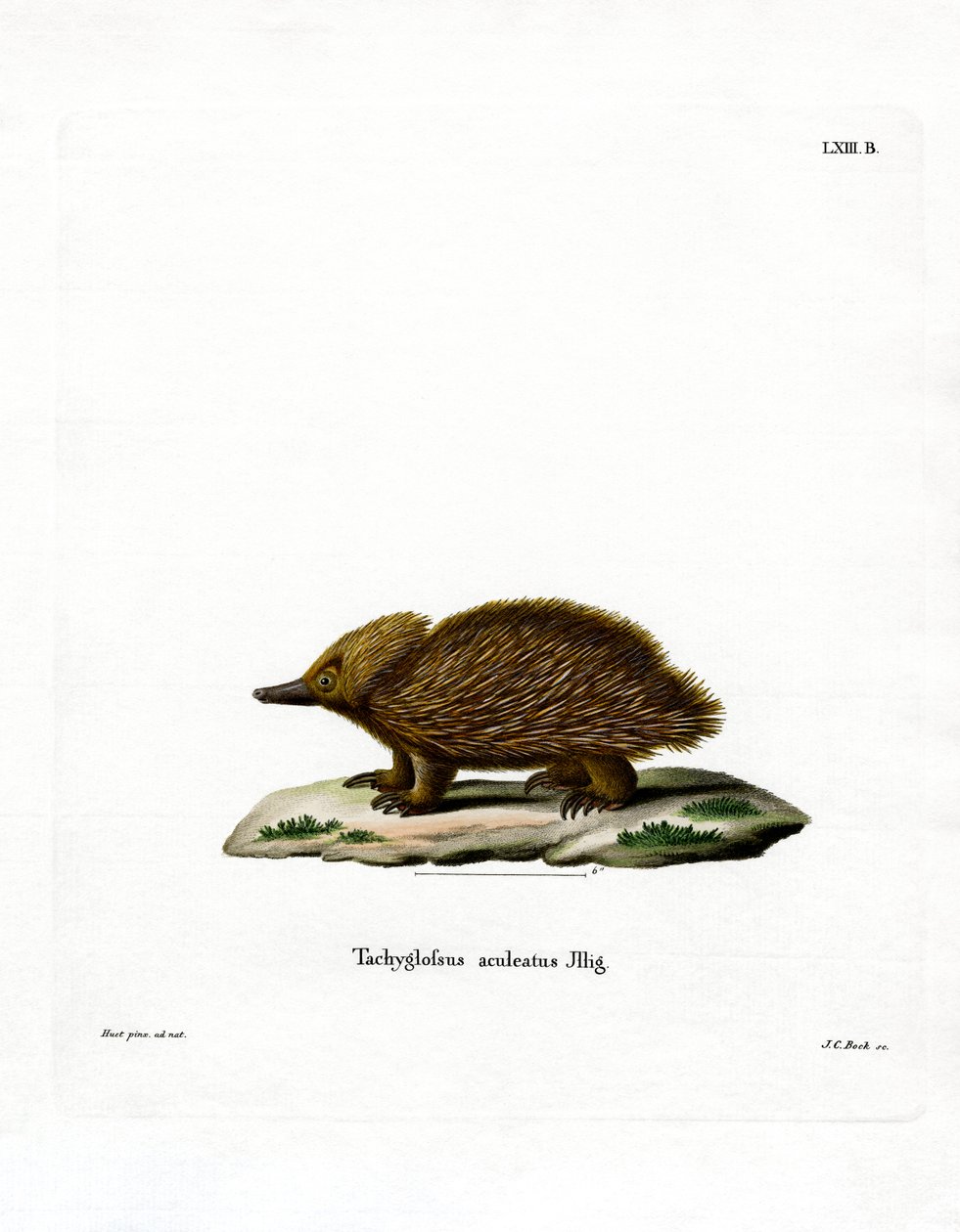 Lyhytnokka Echidna (värillinen kaiverrus) tekijältä German School