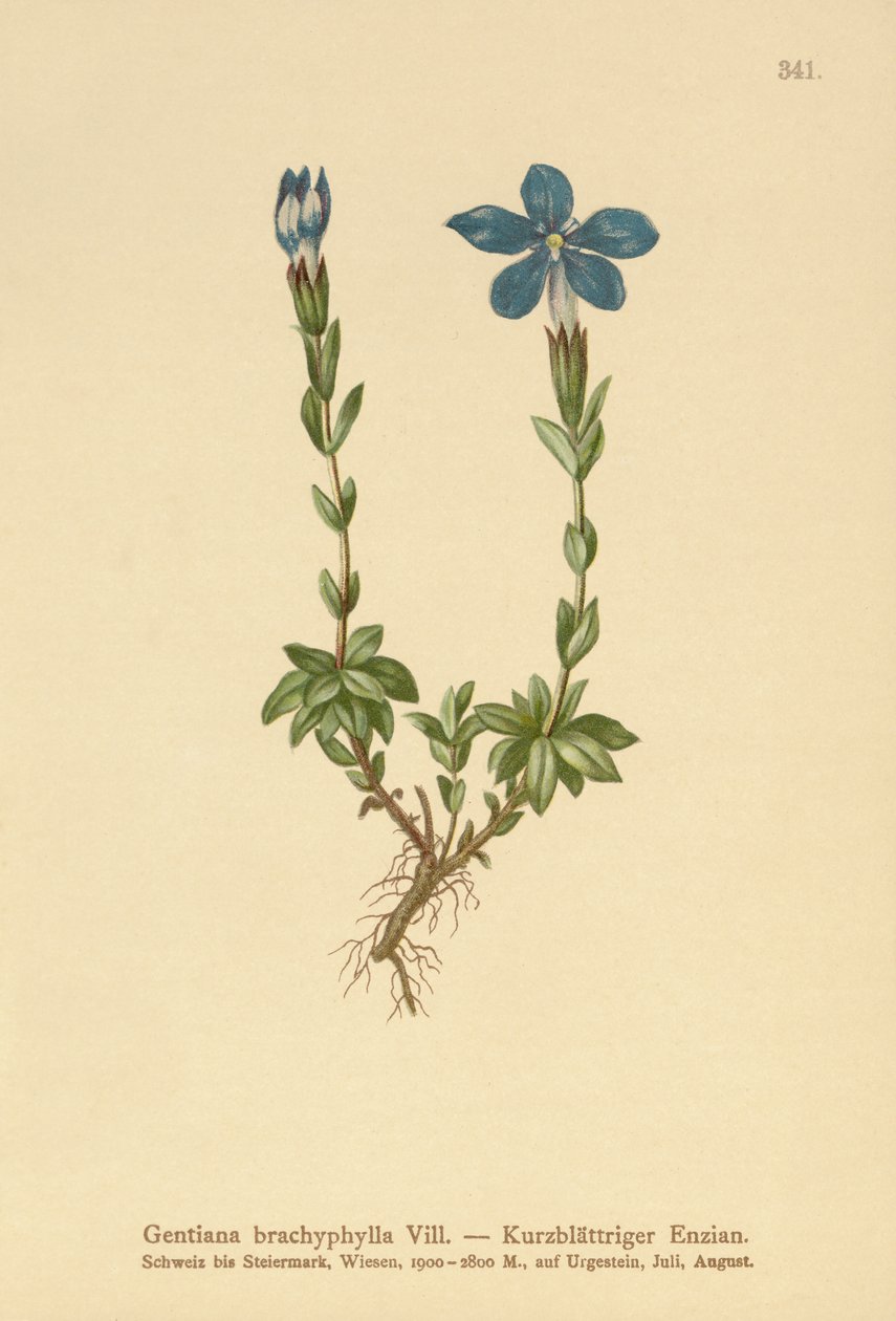 Lyhytlehtinen Gentian (Gentiana brachyphylla) tekijältä German School
