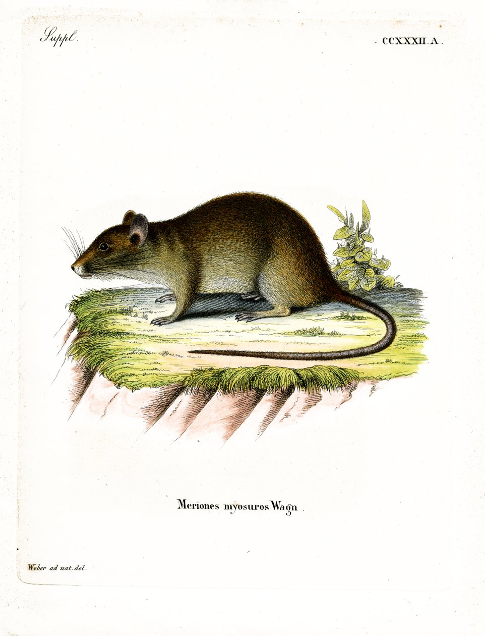 Lyhythäntäinen Bandicoot Rat (värillinen kaiverrus) tekijältä German School