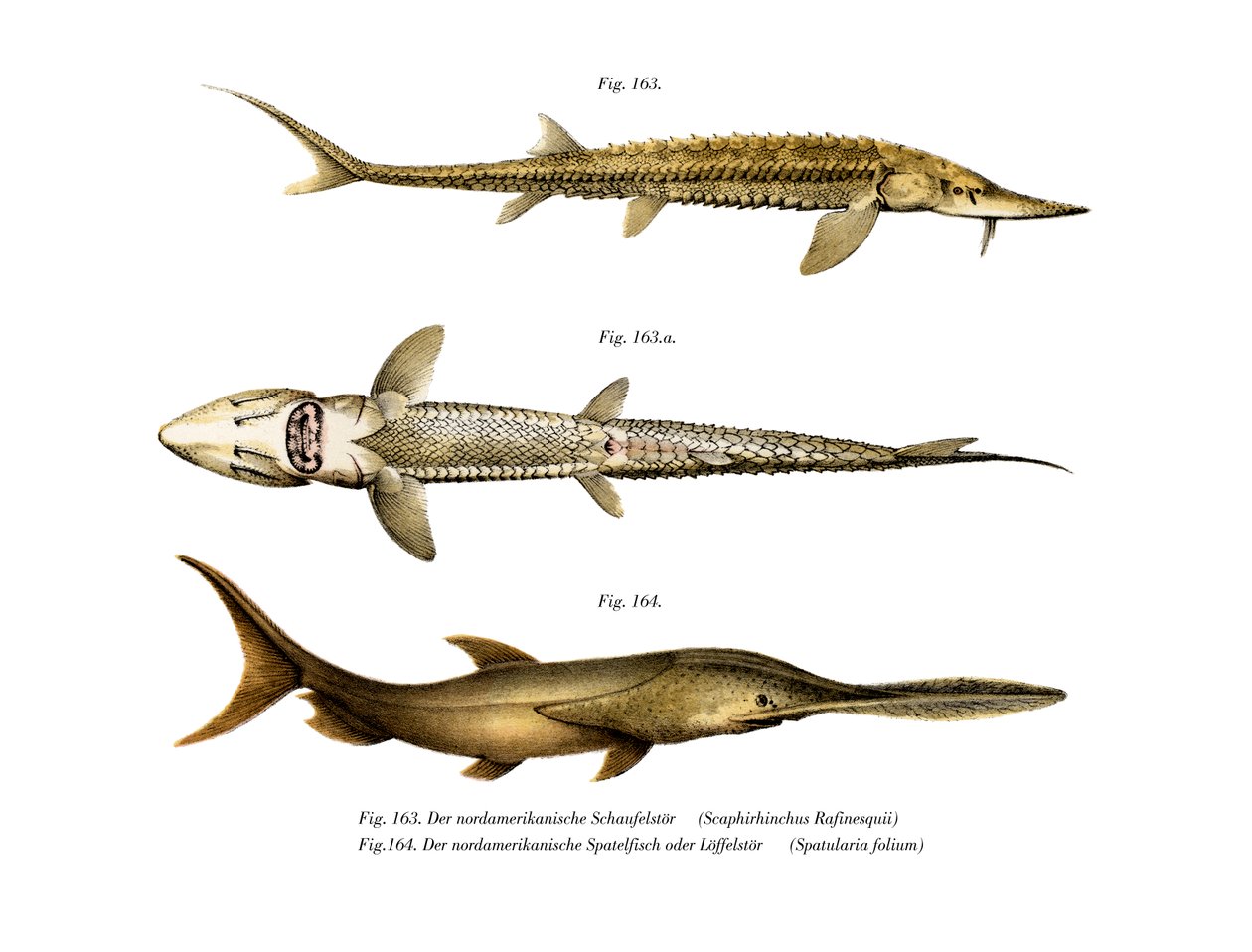 Shovelnose Sturgeon (väri litho) tekijältä German School