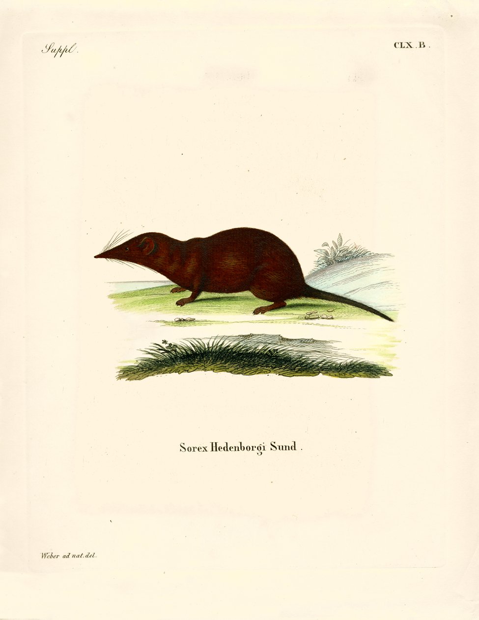 Shrew (värillinen kaiverrus) tekijältä German School