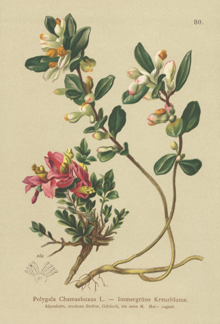 Pensasmaito (Polygala Chamaebuxus) tekijältä German School