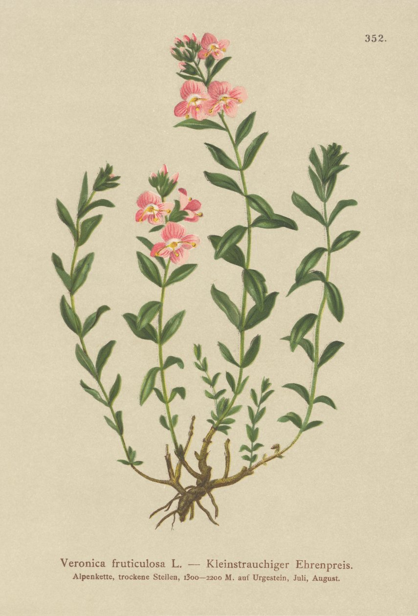 Shrubby Speedwell (Veronica fruticulosa, Veronica frutescens) tekijältä German School