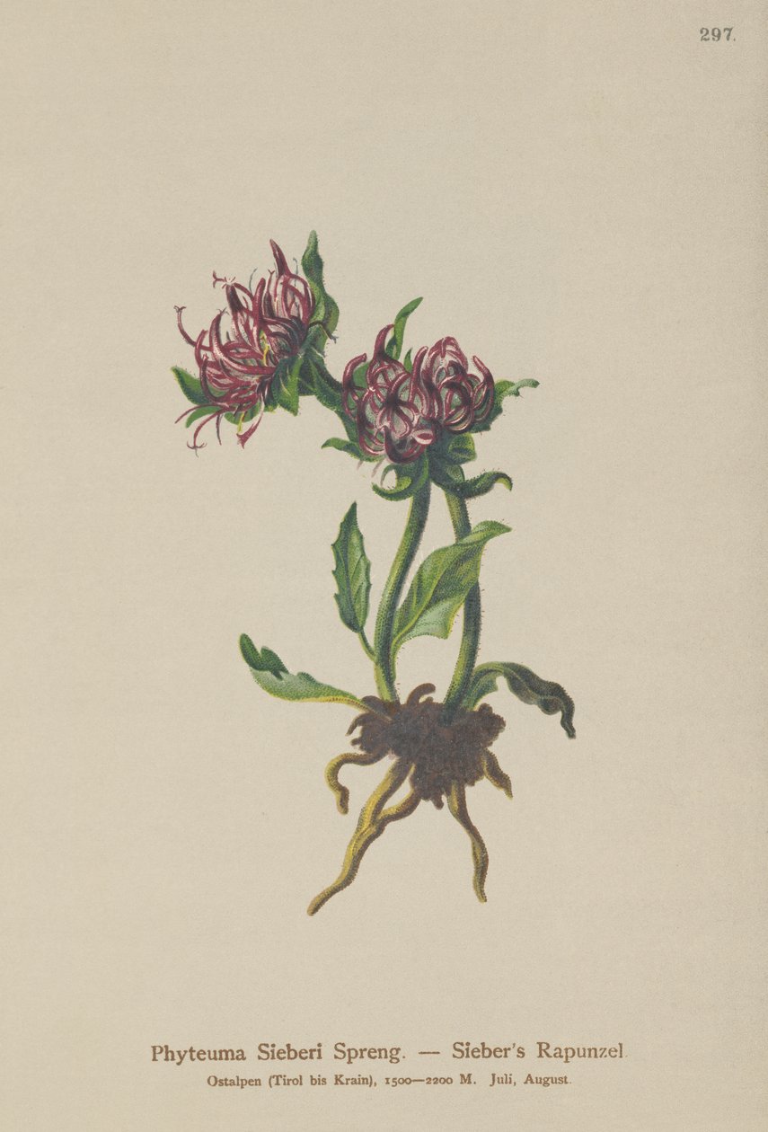 Siebers Rampion (Phyteuma Sieberi) tekijältä German School