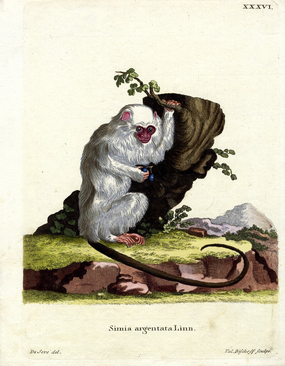 Hopeinen Marmoset (värillinen kaiverrus) tekijältä German School