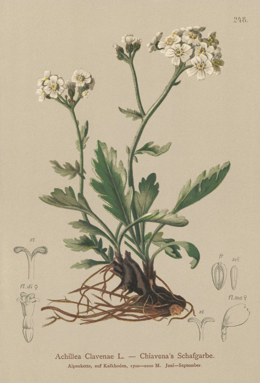 Silvery Siarrow (Achillea Clavenae) tekijältä German School