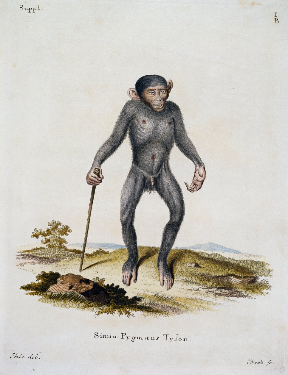Simia pygmaeus, nisäkkäistä kuvitettu luonnosta kuvauksilla, Johann Christian Daniel von Schreber (1739-1810), kaiverrus IC Bock, Saksa tekijältä German School
