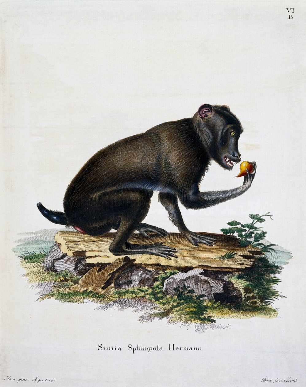 Simia sphingiola, nisäkkäistä kuvitettu luonnosta kuvauksin, Johann Christian Daniel von Schreber (1739-1810), kaiverrus IC Bock, Saksa tekijältä German School
